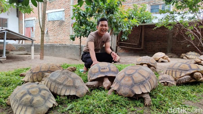 Kura-kura Sulcata peliharaan Briptu Janu di Desa Muruh, Kecamatan Gantiwarno, Klaten. Foto diunggah Selasa (27/2/2024).