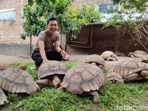 Polisi Klaten Raup Cuan dari Ternak Kura-kura Sulcata