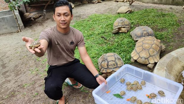 Kura-kura Sulcata peliharaan Briptu Janu di Desa Muruh, Kecamatan Gantiwarno, Klaten. Foto diunggah Selasa (27/2/2024).