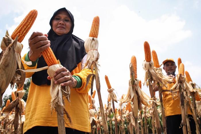 Petani menunjukkan hasil panen jagung hibrida bioteknologi NK Pendekar Sakti di Desa Banyubang, Solokuro, Lamongan, Jawa Timur, Selasa (27/2/2024).  Jagung bioteknologi pertama di Indonesia itu memiliki keunggulan yaitu tahan terhadap hama ulat penggerek batang, mudah dibudidayakan serta dapat meningkatkan hasil panen hingga 7-8 ton per hektare dan diharapkan dapat meningkatkan target produksi pangan. ANTARA FOTO/Rizal Hanafi/rwa.