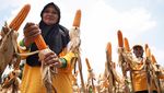 Keren! Petani di Lamongan Ini Panen Jagung Bioteknologi