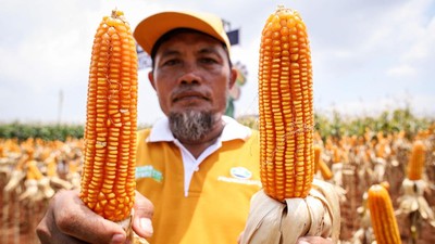 Keren! Petani di Lamongan Ini Panen Jagung Bioteknologi