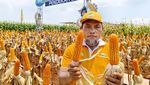 Keren! Petani di Lamongan Ini Panen Jagung Bioteknologi