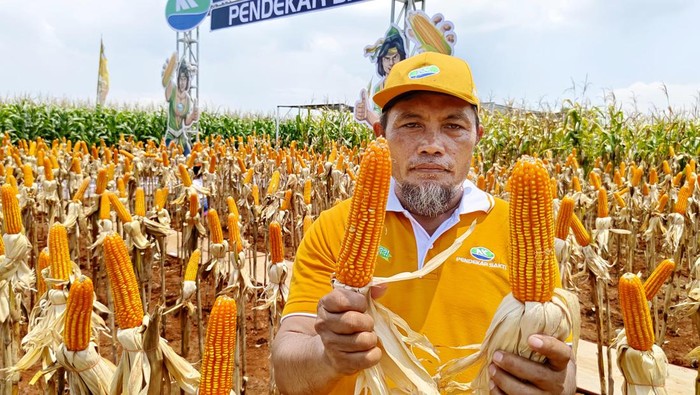 Panen jagung bioteknologi di Lamongan Petani menunjukkan hasil panen jagung hibrida bioteknologi NK Pendekar Sakti di Desa Banyubang, Solokuro, Lamongan, Jawa Timur, Selasa (27/2/2024). Jagung bioteknologi pertama di Indonesia itu memiliki keunggulan yaitu tahan terhadap hama ulat penggerek batang, mudah dibudidayakan serta dapat meningkatkan hasil panen hingga 7-8 ton per hektare dan diharapkan dapat meningkatkan target produksi pangan. ANTARA FOTO/Rizal Hanafi/rwa.
