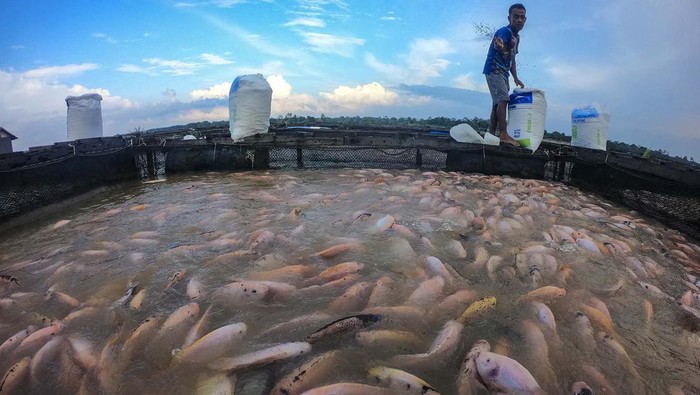 Petani keramba terdampak banjir di Muaro Jambi Petani merapikan karung berisi pakan dan obat di keramba apung tempat budi daya ikan nila Sungai Batanghari, Pematang Jering, Muaro Jambi, Jambi, Senin (26/2/2024). Petani setempat menyebutkan, banjir luapan Sungai Batanghari yang telah berlangsung selama hampir dua bulan di daerah itu meningkatkan angka kematian ikan hingga 30 persen, dan menambah biaya pemberian obat ikan rata-rata mencapai Rp200 ribu per keramba. ANTARA FOTO/Wahdi Septiawan/Spt.
