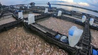 Banjir juga membuat petani menambah biaya obat ikan yang rata-rata mencapai Rp 200 ribu per keramba.