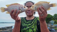 Petani keramba apung menunjukkan ikannya yang mati di tempat budi daya ikan nila Sungai Batanghari, Pematang Jering, Muaro Jambi, Jambi, Senin (26/2/2024).