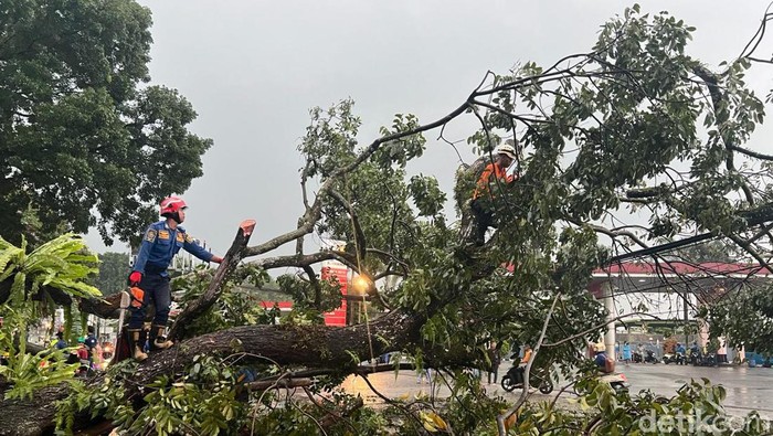 Pohon tumbang di Jalan Raya Ciawi, Bogor yang melintang ke jalan raya telah usai dievakuasi. Arus lalu lintas (lalin) Ciawi-Gadog dan sebaliknya kembali lancar. (dok Ist)