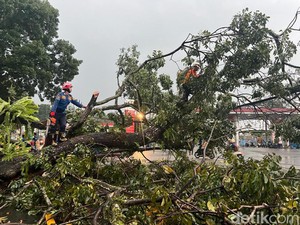 Evakuasi Pohon Tumbang Beres, Lalin Ciawi-Gadog Kembali Lancar