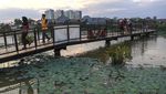 Potret Lahan Basah di Jakarta Utara Diubah Jadi Ruang Terbuka Hijau