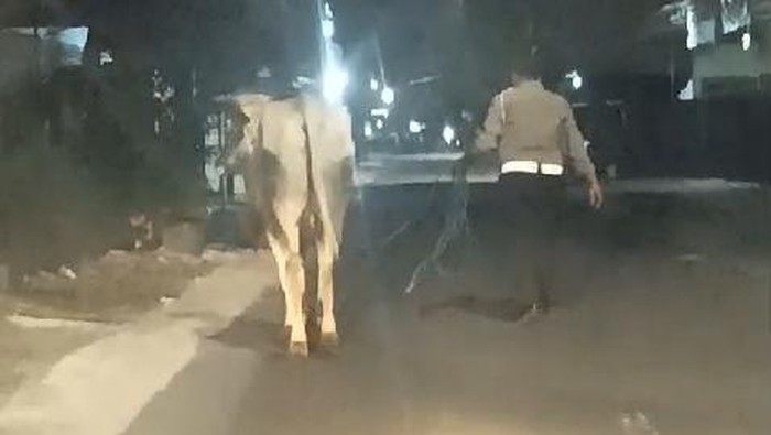 Sapi yang lepas di Jalan Samas, Bambanglipuro, Bantul, diamankan polisi, Selasa (27/2/2024) dini hari.