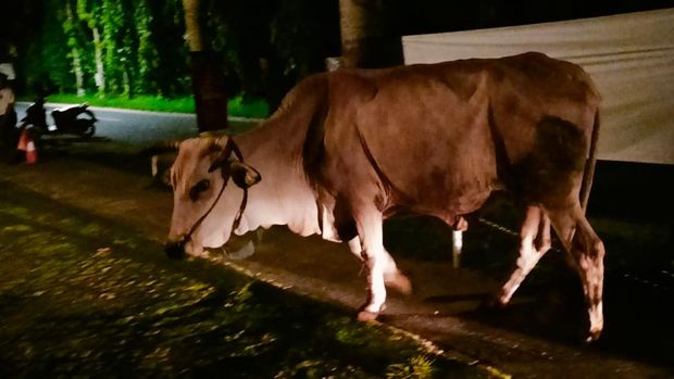 Sapi yang lepas di Jalan Samas, Bambanglipuro, Bantul, diamankan polisi, Selasa (27/2/2024) dini hari.