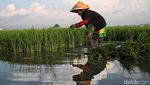 Semangat Petani Tanam Padi untuk Dukung Ketahanan Pangan