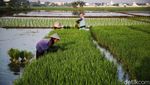 Semangat Petani Tanam Padi untuk Dukung Ketahanan Pangan