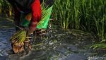 Semangat Petani Tanam Padi untuk Dukung Ketahanan Pangan
