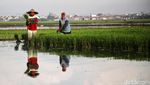 Semangat Petani Tanam Padi untuk Dukung Ketahanan Pangan