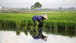 Semangat Petani Tanam Padi untuk Dukung Ketahanan Pangan