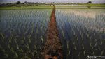 Semangat Petani Tanam Padi untuk Dukung Ketahanan Pangan