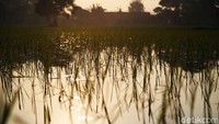 Seperti diketahui, padi merupakan komoditas tanaman pangan penghasil beras. Beras juga menjadi bahan makanan pokok bagi masyarakat Indonesia.  