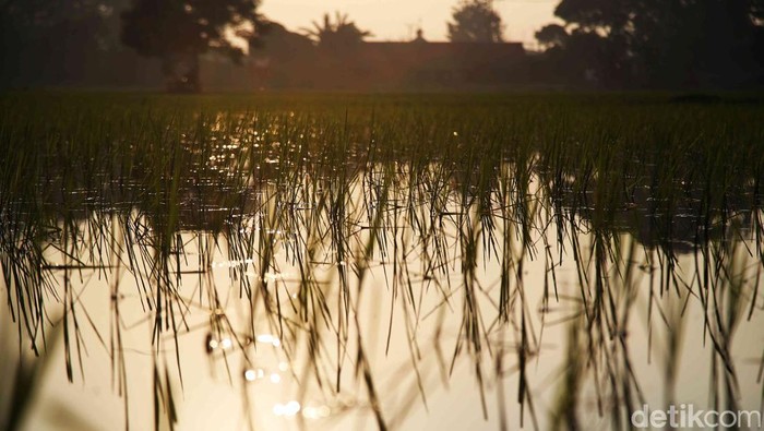 Sejumlah petani melakukan penanaman padi di kawasan Babelan, Kabupaten Bekasi, Jabar, Selasa (27/2). Penanaman padi itu dilakukan demi menjaga ketahanan pangan.