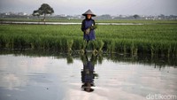 Petani melakukan penanaman padi di areal persawakan kawasan Babelan, Kabupaten Bekasi, Jawa Barat, Selasa (27/2/2024).
