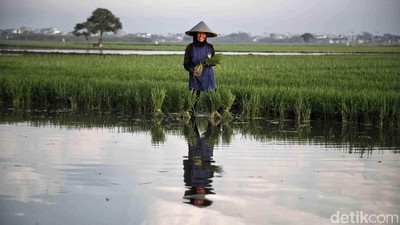 Semangat Petani Tanam Padi untuk Dukung Ketahanan Pangan