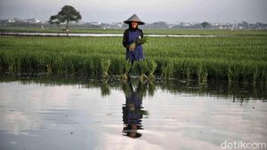 Semangat Petani Tanam Padi untuk Dukung Ketahanan Pangan