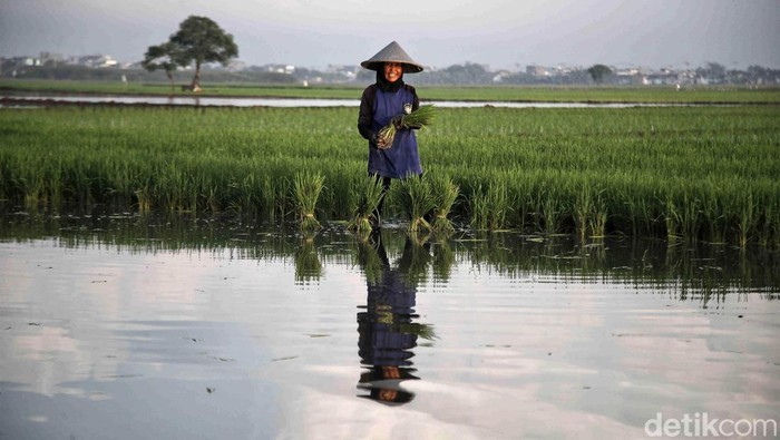 Semangat Petani Tanam Padi untuk Dukung Ketahanan Pangan Sejumlah petani melakukan penanaman padi di kawasan Babelan, Kabupaten Bekasi, Jabar, Selasa (27/2). Penanaman padi itu dilakukan demi menjaga ketahanan pangan.
