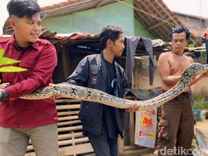 Kegetnya Cimah Lihat Ular Sanca 5 Meter Santap Ayam Peliharaannya