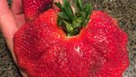 10 Buah dan Sayur Monster dengan Tampilan Menakjubkan