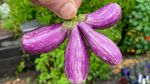 10 Buah dan Sayur Monster dengan Tampilan Menakjubkan