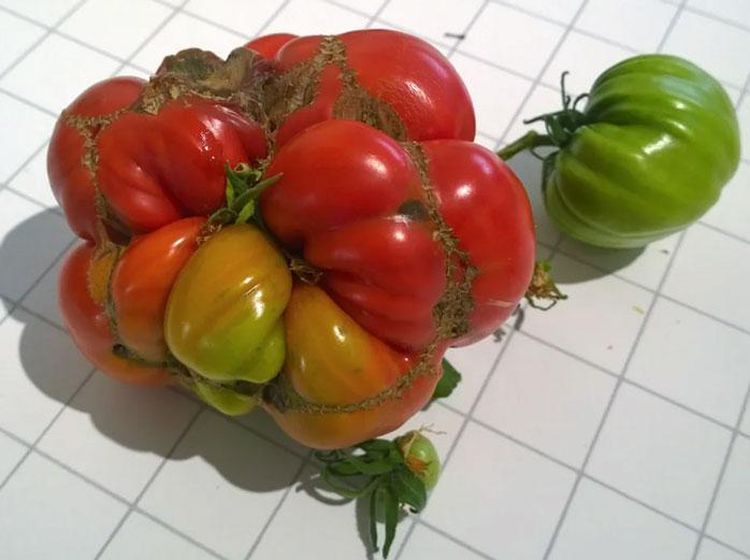 10 Buah dan Sayur Monster dengan Tampilan Menakjubkan