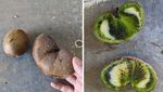 10 Buah dan Sayur Monster dengan Tampilan Menakjubkan