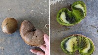 Bentuk kiwi yang tidak biasa juga dibarengi dengan daging buahnya yang tak biasa. Melihatnya mungkin bikin merinding! Foto: Bored Panda