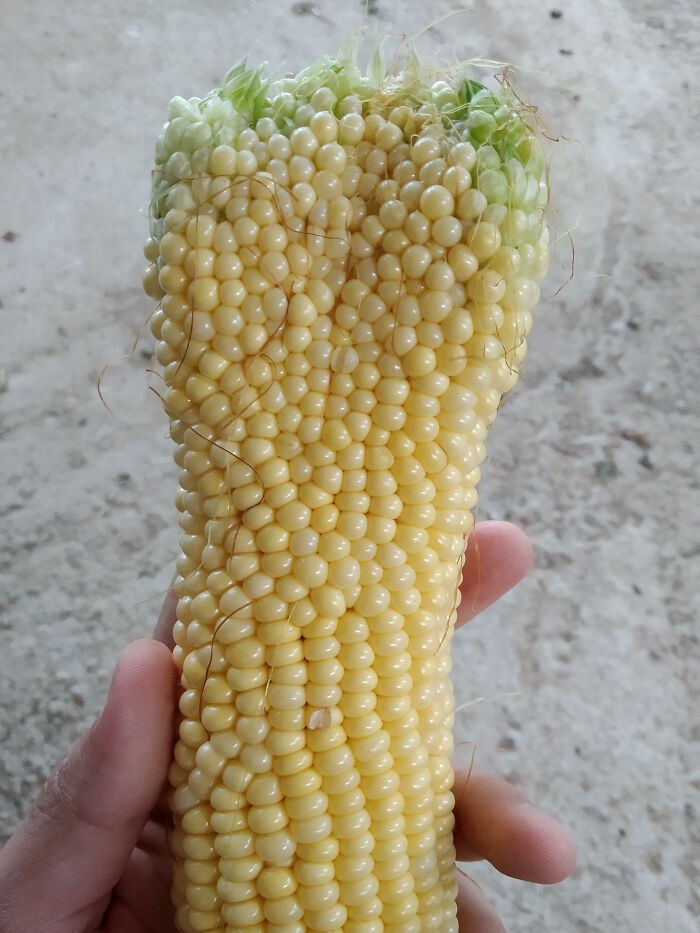 10 Buah dan Sayur 'Monster' dengan Tampilan Menakjubkan