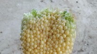 Duh! Melihat jagung ini rasanya merinding karena bulirannya tumbuh tidak beraturan. Foto: Bored Panda
