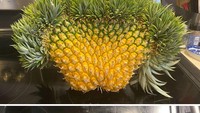 Tampilan nanas ini benar-benar mencengangkan. Ukurannya besar dengan daging buah yang juga berlimpah. Mau coba? Foto: Bored Panda
