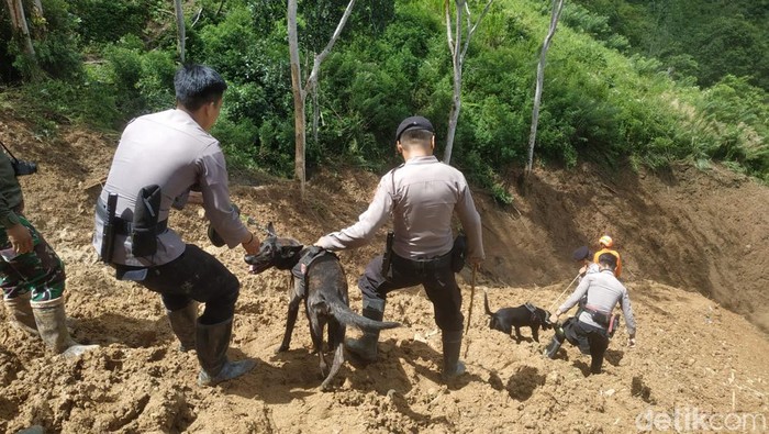 Anjing pelacak atau tim K-9 milik Polda Sulsel sedang melakukan pencarian korban longsor Bastem, Luwu.