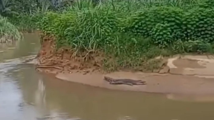 Buaya muara bikin heboh warga di Palopo.