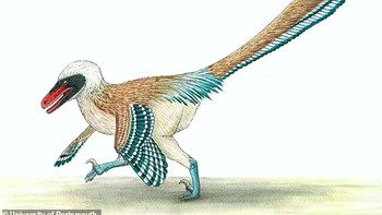 Para ahli sekarang berpendapat bahwa Velociraptor (di foto ini) sebenarnya menutupi lapisan bulu yang tebal dan memiliki sayap yang digunakan untuk memberi sinyal. Foto: via Daily Mail