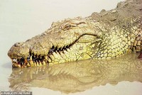 dinosaurus