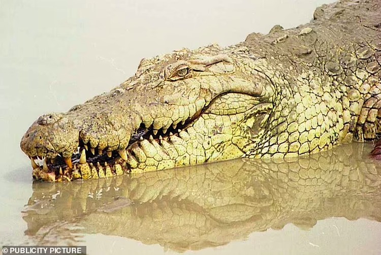 dinosaurus