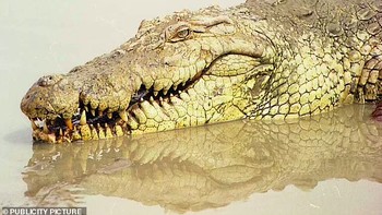 Untuk memahami seperti apa rupa dinosaurus, para peneliti membandingkannya dengan keturunannya yang masih hidup hingga kini, yaitu buaya dan burung. Foto: via Daily Mail