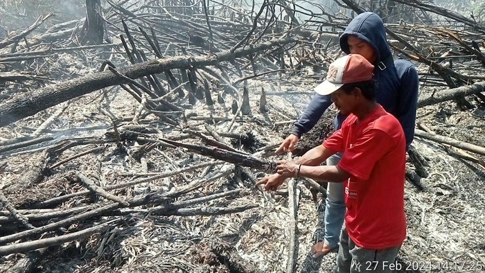 Foto: Pelaku saat diamankan (Dok Polres Rohil)