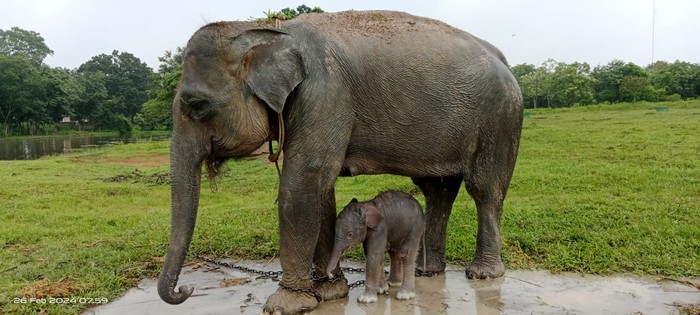 Gajah Sumatera bernama Pleno dan anaknya.