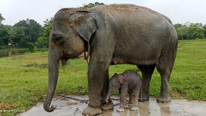 Gajah Sumatera bernama Pleno dan anaknya.