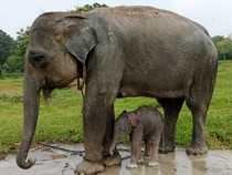 Gajah Terpaksa Berkonflik dengan Manusia, Dosen UGM: Habitat Alaminya Berkurang