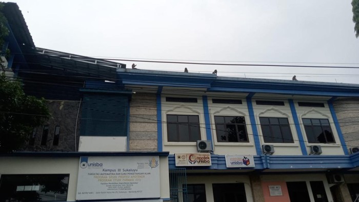 Penampakan kawanan monyet di permukiman warga Bandung.