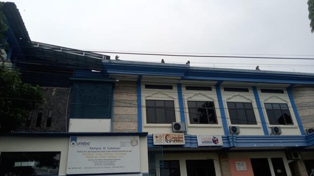 Penampakan kawanan monyet di permukiman warga Bandung.