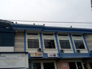 Kata Tahura Djuanda soal Kawanan Monyet Liar di Permukiman Warga Bandung